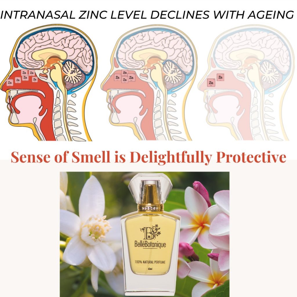 Sense of Smell and Zinc