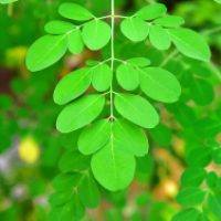 Moringa (Moringa oleifera) compound leaves.