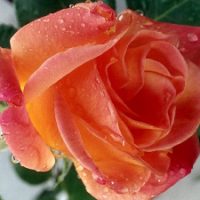 rose with DEW_300#225